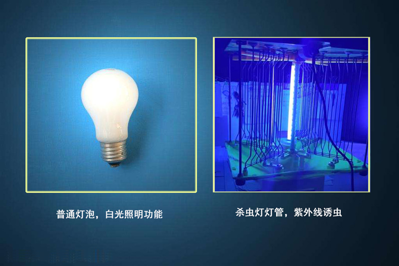 殺蟲(chóng)燈可以用普通燈泡嗎？