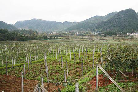 太陽(yáng)能殺蟲(chóng)燈：農(nóng)業(yè)扶貧開(kāi)發(fā)重要植保設(shè)備